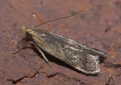 Dichomeris costarufoella