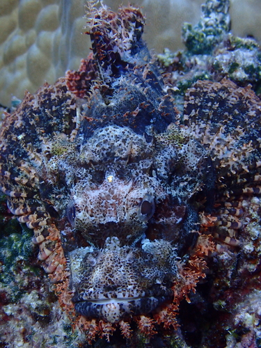 Scorpaenopsis oxycephala