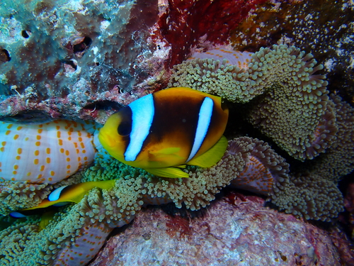 Amphiprion bicinctus