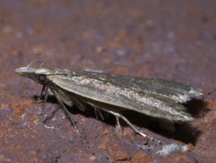 Dichomeris punctipennella