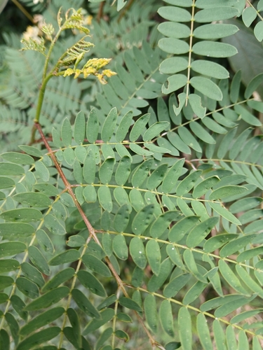 Cedar wattle