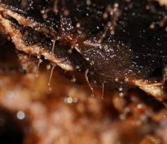 Clastoderma debaryanum