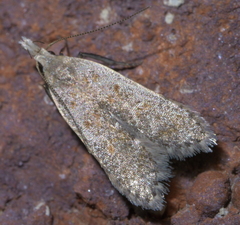 Dichomeris punctipennella