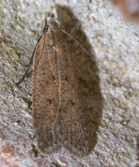 Dichomeris ventrellus