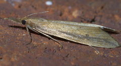 Donacaula melinellus