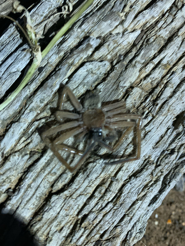 Social Huntsman Spider
