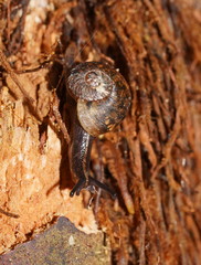 Austrorhytida