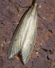 Donacaula melinellus