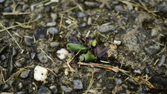 Pseudochalcothea spathulifera