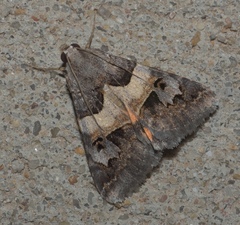 Drasteria ingeniculata
