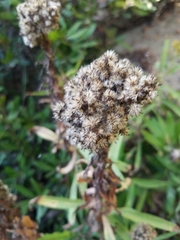 Solidago confinis