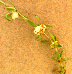 Pollichia campestris