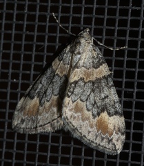 Dysstroma brunneata