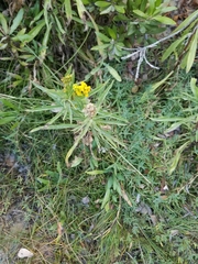 Solidago confinis