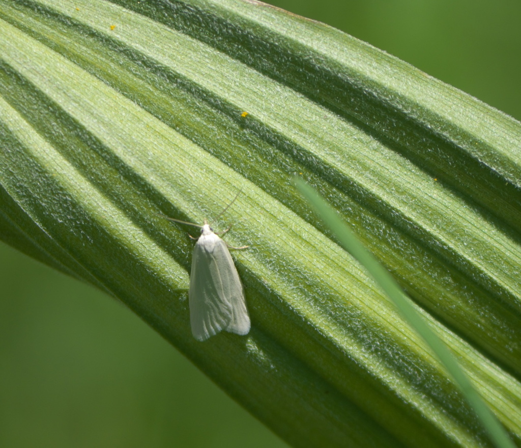 Eana georgiella