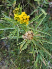 Solidago confinis