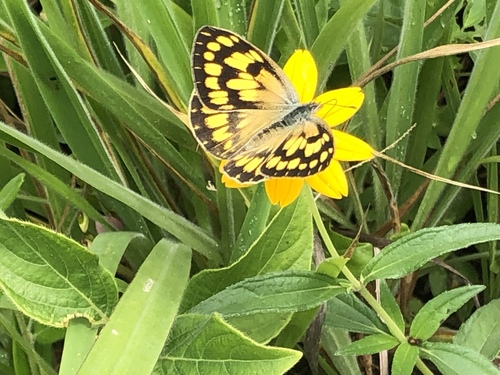 African Golden Arab