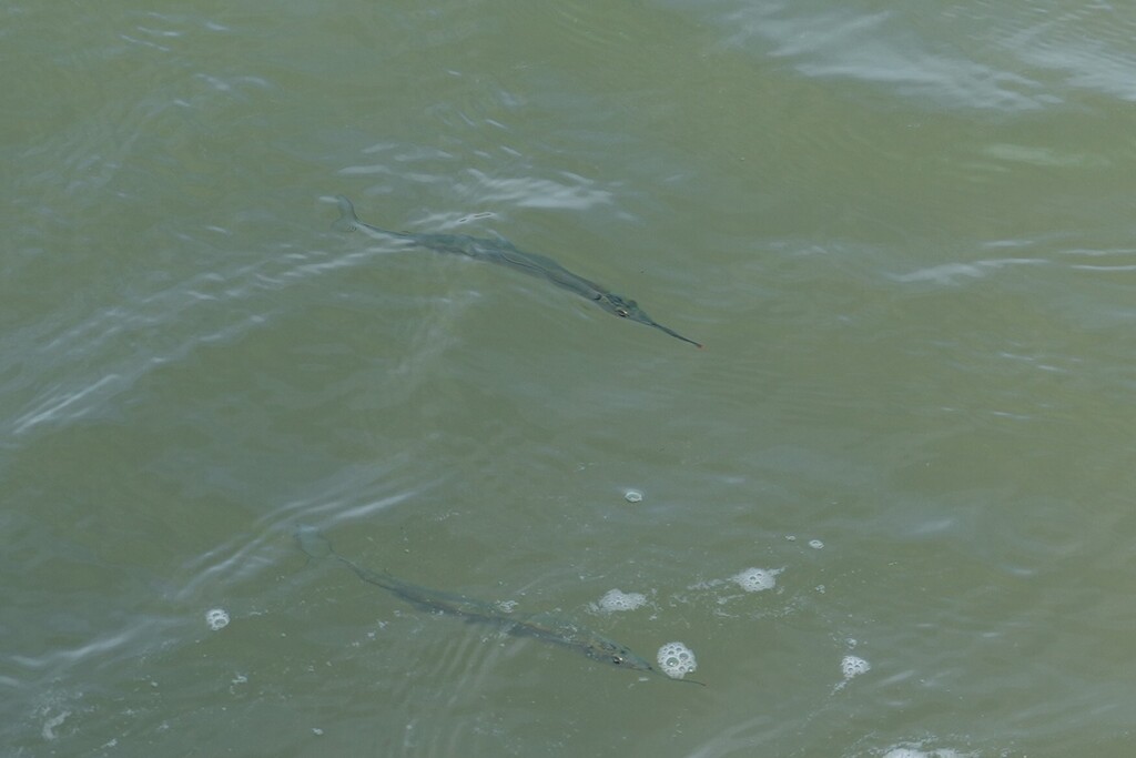 Japanese halfbeak (Hyporhamphus sajori) — Hemiramphidae