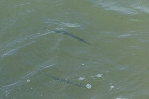Japanese halfbeak (Hyporhamphus sajori) — Hemiramphidae