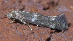 Elachista illectella