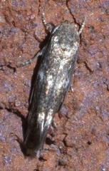 Elachista illectella