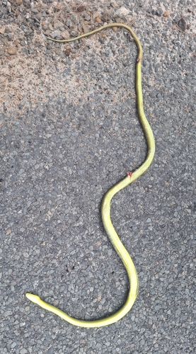 Common Tree Snake sighting