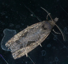 Endothenia nubilana