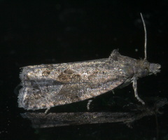 Endothenia nubilana