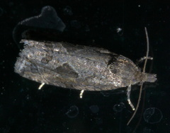 Endothenia nubilana