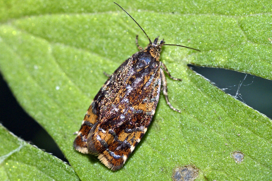 Pseudophiaris