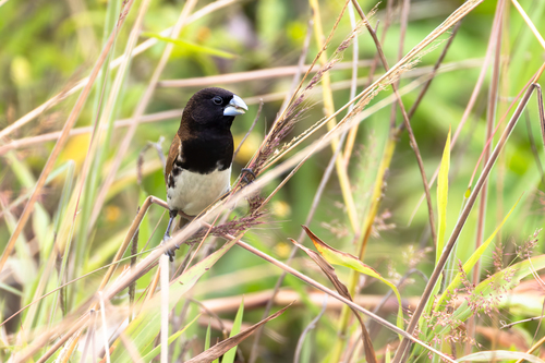Black-breasted Mannikin (Lonchura teerinki)