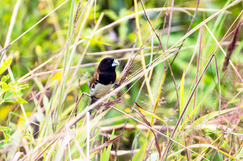 Black-breasted Mannikin (Lonchura teerinki), photo 2