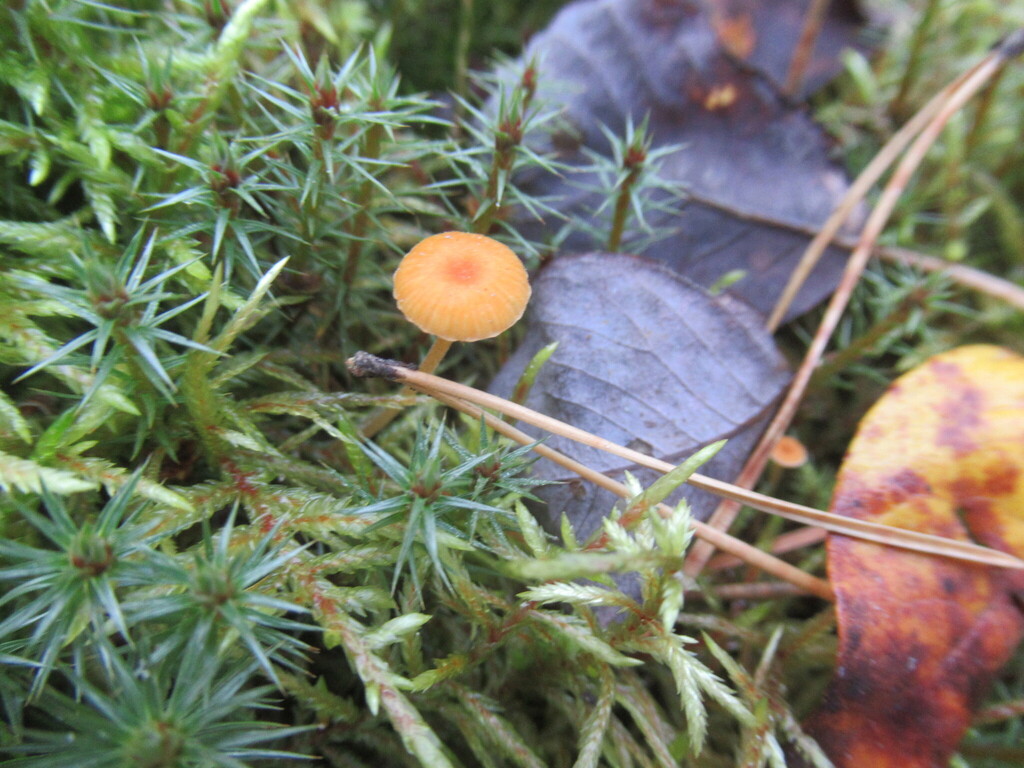 Rickenella fibula · September 2025 · photo: © smsergey (iNaturalist, cc-by-nc)