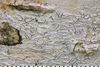Graphis inustuloides - Photo (c) Ben Mitchell, some rights reserved (CC BY), uploaded by Ben Mitchell