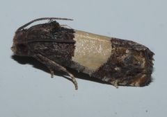 Epiblema tripartitana