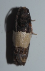 Epiblema tripartitana