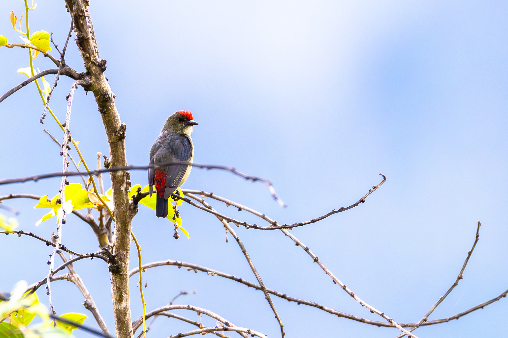 Red-capped Flowerpecker (Dicaeum geelvinkianum), photo 2