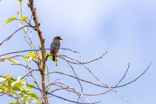 Red-capped Flowerpecker (Dicaeum geelvinkianum)