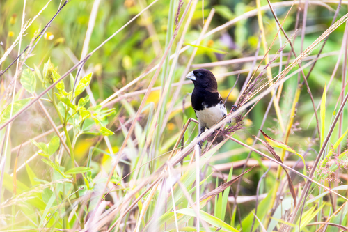 Black-breasted Mannikin (Lonchura teerinki), photo 3