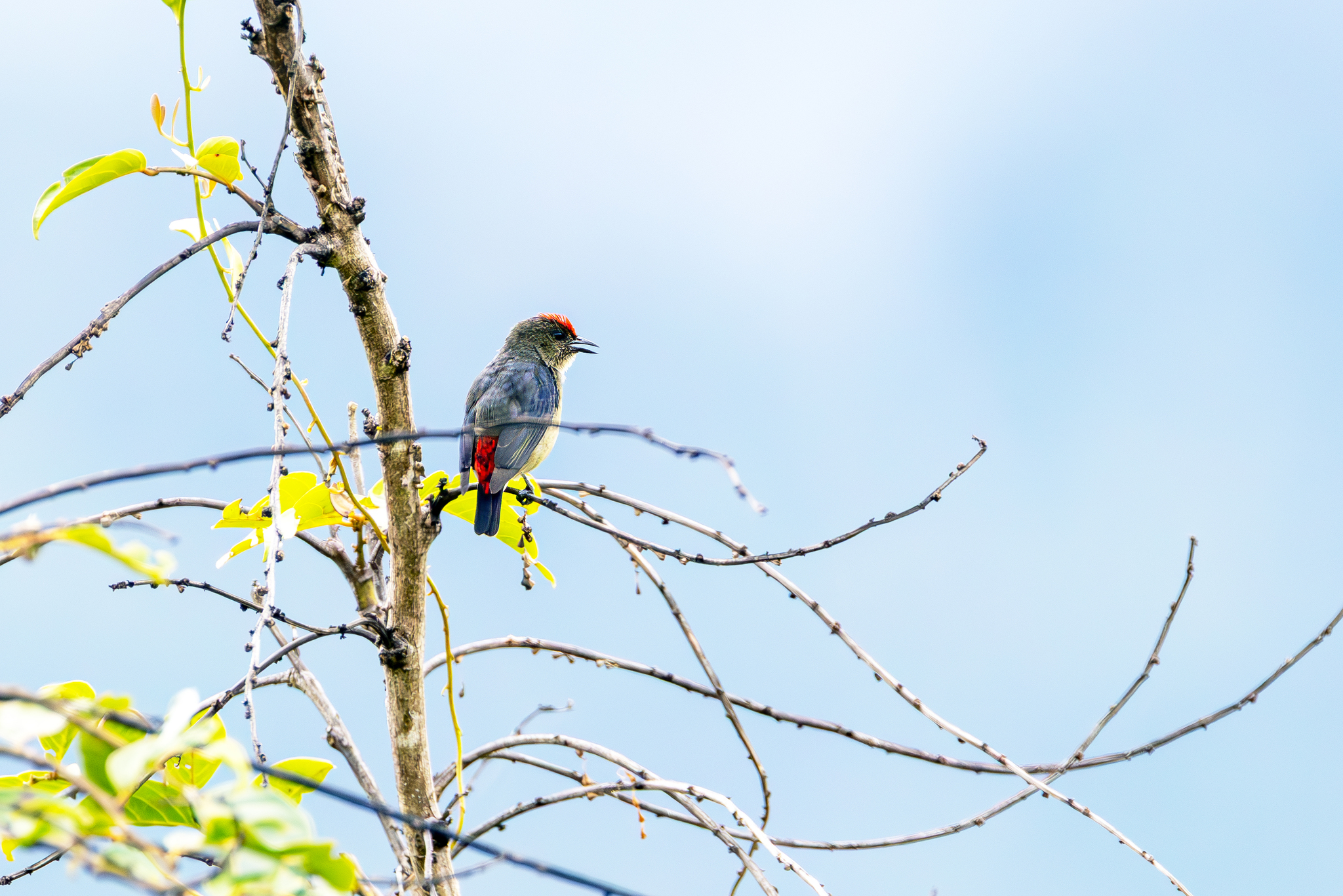 Red-capped Flowerpecker (Dicaeum geelvinkianum), photo 10