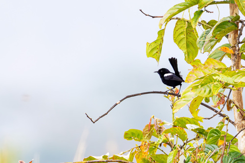 White-shouldered Fairywren (Malurus alboscapulatus), photo 4