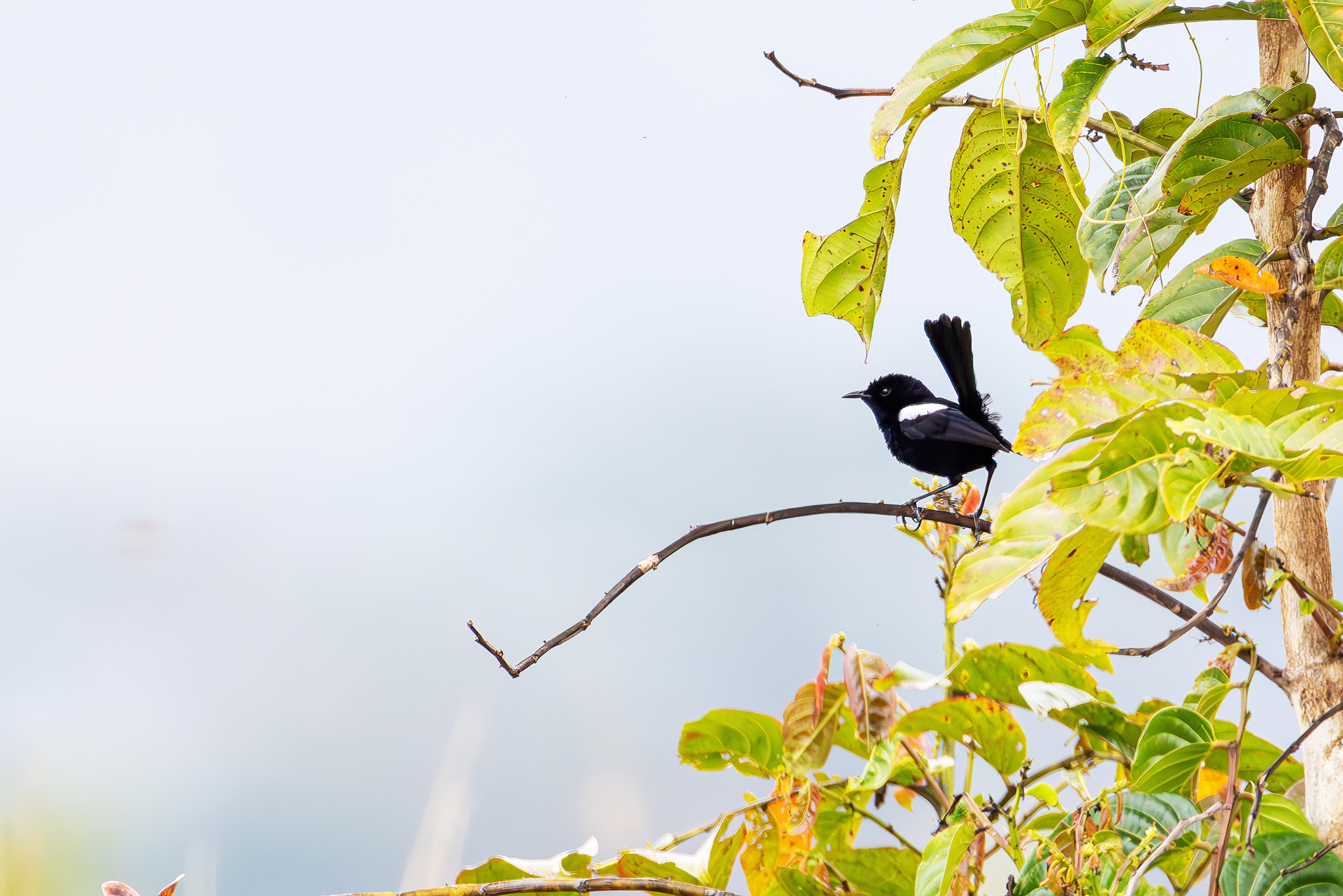 White-shouldered Fairywren (Malurus alboscapulatus), photo 2