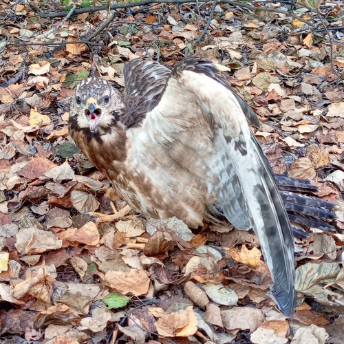 Oriental Honey-Buzzard (Northern)