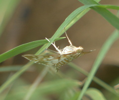 Epipagis fenestralis