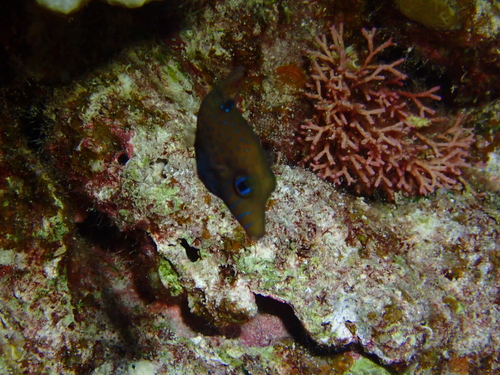 Canthigaster pygmaea