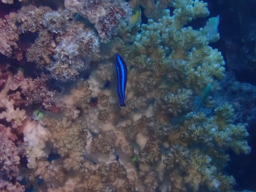 Larabicus quadrilineatus