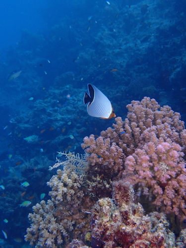 Chaetodon larvatus