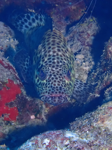 Epinephelus tauvina