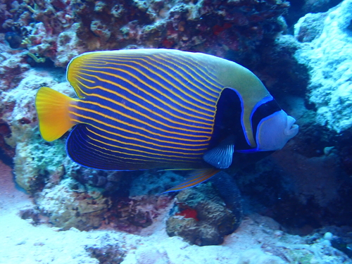 Pomacanthus imperator