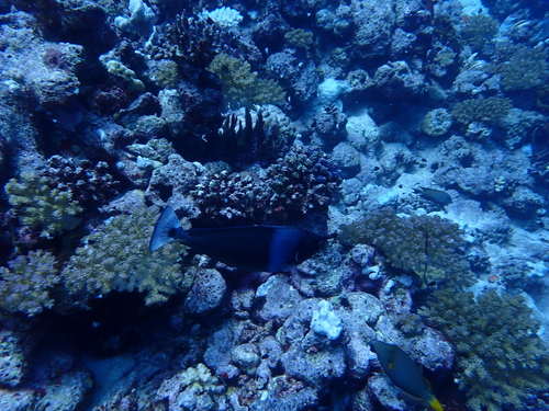 Naso brevirostris